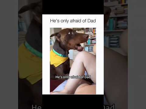 Les chiens sont des idiots partie 217 | compilation de chiens drôles