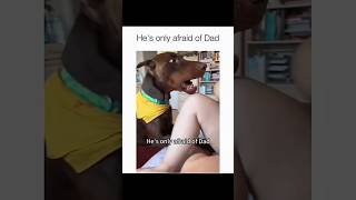 Les chiens sont des idiots partie 217 | compilation de chiens drôles