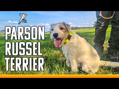 Parson Russel Terrier | Ein Hund für Dich??