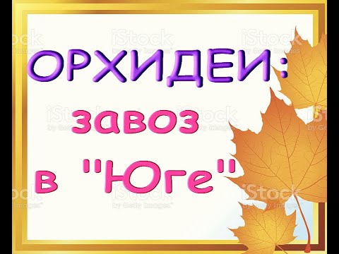 ЗАВОЗ прекрасных ОРХИДЕЙ в "Юге",28.10.20,Самара,ул.Авиационная,8.