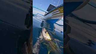 HUNDREDS of Yellowfin Tuna in Bali (spearfishing w/@nikobujons)