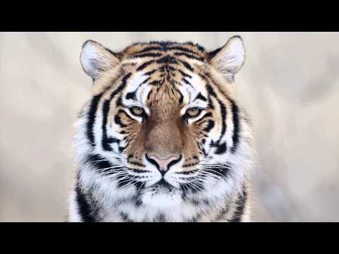 Broiler - Wild Eyes (feat. RAVVEL)