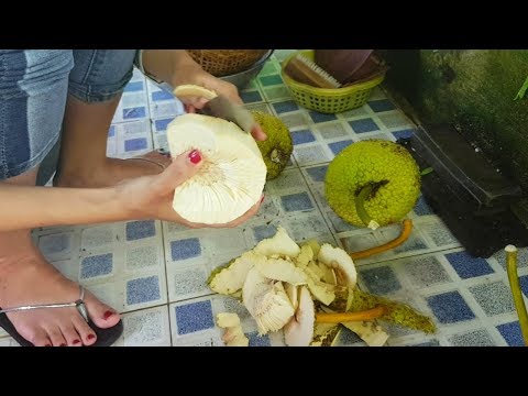 VƯỜN CÂY SAKE - ra vườn hái trái sa kê vô làm món sake chiên giòn KÊNH Hồ Thanh Vlogs 