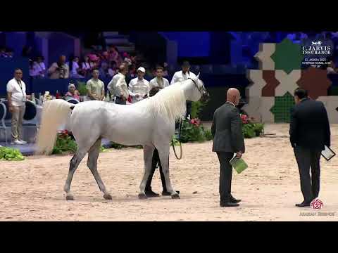 N 168 EKS FARAJJ   El Jadida 2025   International AHS Title   Stallions 7+ Years Old Class 10
