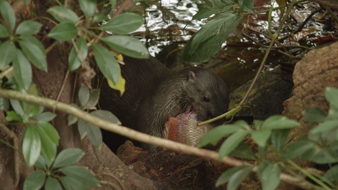 Latidos del bosque seco