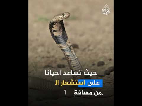 فيديو | ظهور لأفعى قبل زلزال إسطنبول