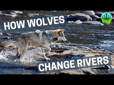 How Wolves Bring Back Life