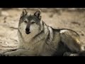 Why Wolves Change Whole Ecosystems