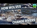 How Wolves Change Rivers 