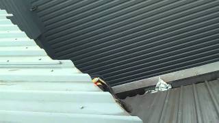 Looking for the bird