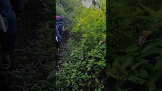 Download lagu kaki yang akan berjalan lebih lama dari biasanya mp3