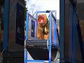 Pocket Bully Doberman Pinscher American Bully Dog Transformation Shorts Dog