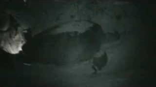 preview picture of video 'Mother Turtle on Selingan Island, Malaysia'