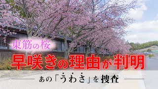 ”東筋の桜”　早咲きの真相に迫る！