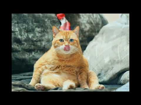 Animals Funny Cat