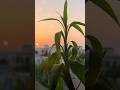 Elsen Pro Naz Dej Tuttur Dur Official Video