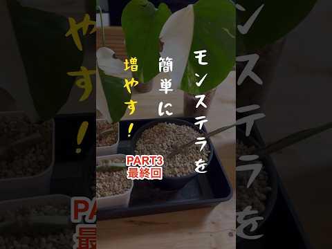 挿し木によるモンステラの繁殖: ステップバイステップ 植物