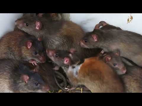 Norway Rats vs Roof Rats  The Ultimate Rodent Showdown