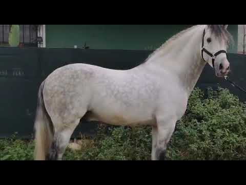 REF: 555 2013 PRE stallion, 159cm, lovely Baroque boy.