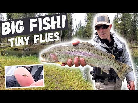 Hunting down BIG RAINBOW TROUT with TINY FLIES!  Difficult Spring Creek FLY FISHING at it's best!