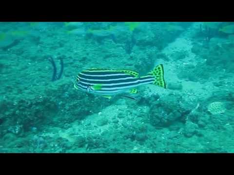 Scuba Diving Maha Gala Negombo Sri Lanka