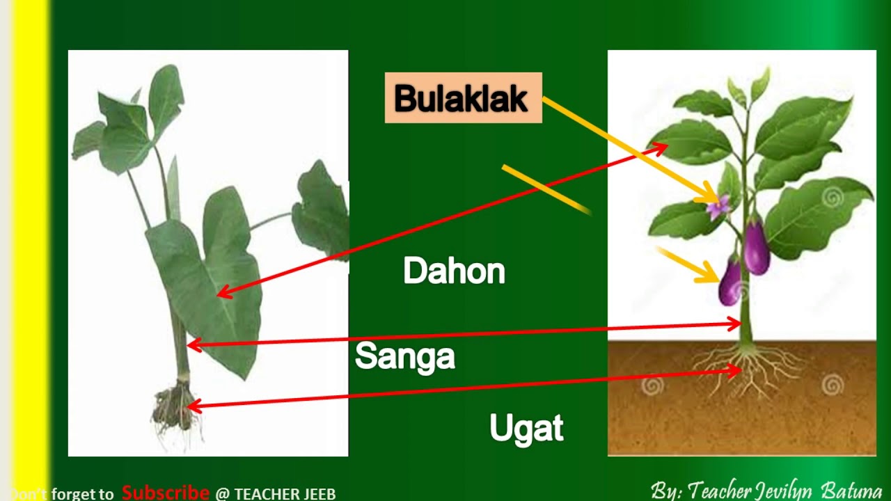 Mga Bahagi ng Halaman|Parts of Plants