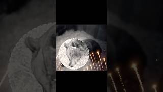 Bear Mom’s Love For Her Cubs