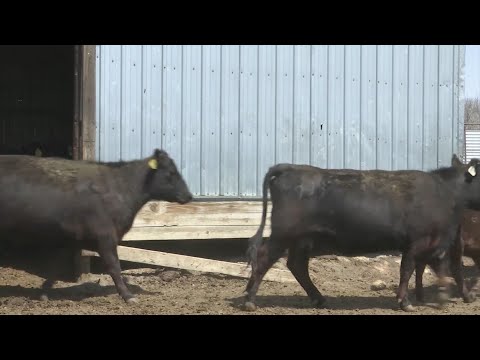 Cattle anthrax in Kidder County