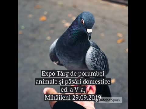 , title : 'Expo Târg de porumbei și păsări domestice ed a V a'