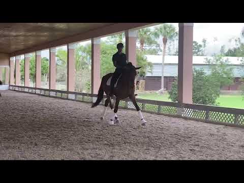 2017 Vitalis gelding