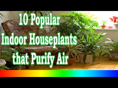 , title : 'Best Indoor Plants - 10 Popular Indoor Houseplants that Purify Air'