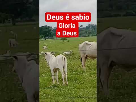 capixaba acre brasil