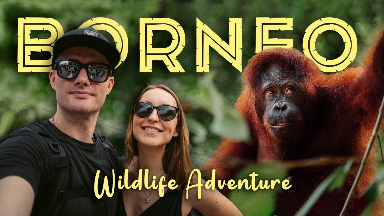10 DAYS IN SABAH, BORNEO - Sepilok Orangutans, Kinabatangan River Cruise and Semporna Diving