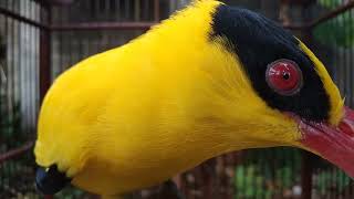 Download lagu Kepodang gacor saling bersahutan di pagi hari. Suara indah dan merdu untuk klangenan. mp3