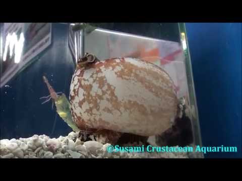 アンボイナ捕食シーン