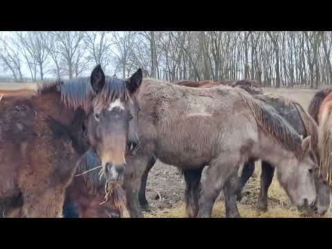 Mânji de 8,9 luni , fătați în 2023- 0744782178 Herghelia Fitero