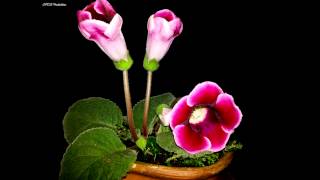 preview picture of video 'TimeLapse Gloxinia'