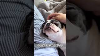 されるがままの犬｜ボストンテリア #Shorts