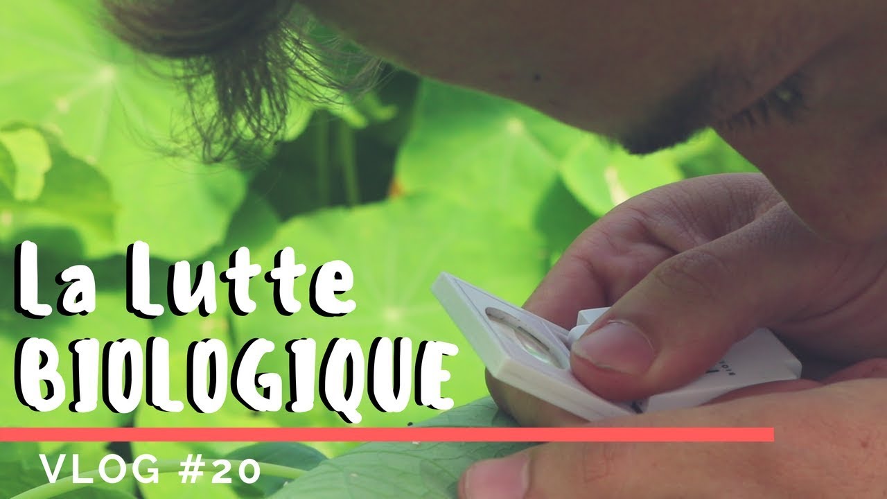 Video preview thumbnail