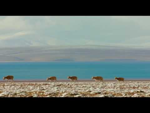 BORN IN CHINA Movie Trailer (Disney Nature, Adventure Documentary - 2017)