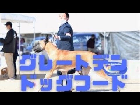 グレートデーン