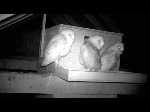 Feeding time at Barn Owl nest