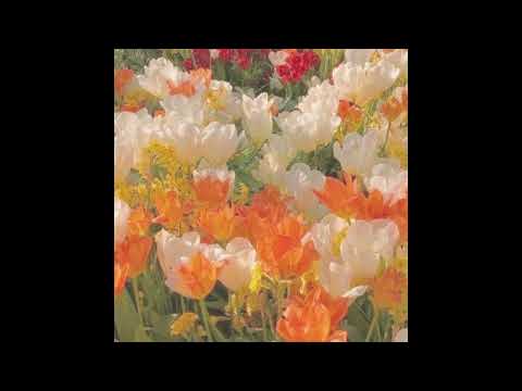 [FREE] Georgio X Sopico Type Beat - "Fleurs" (Prod. Lenmi)
