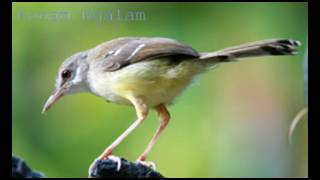 Download lagu SUARA BURUNG PRENJAK JALI mp3