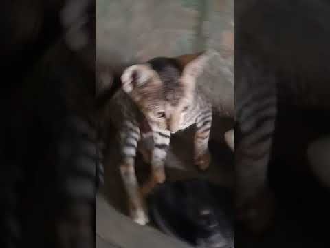 cat was sleeping on the table and her was out sleeping very cute. # sujal