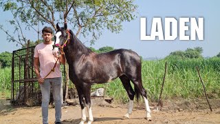 Download lagu Sindhi Horse in Surat, Gujarat mp3 Download lagu Sindhi Horse in Surat, Gujarat mp3