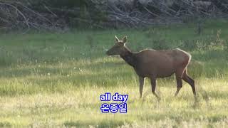 Ribbon of Darkness - Marty Robbins: with Lyrics(가사번역)||Rocky Mountain National Park on June 18, 2017