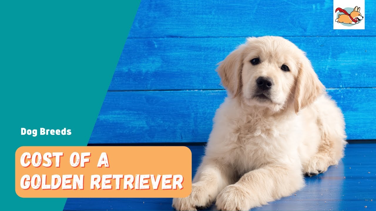 How much should I pay for a golden retriever? Tipseri