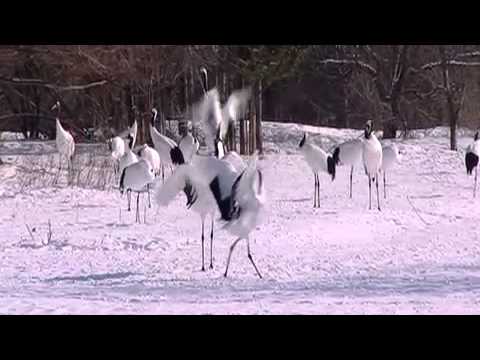 The Coolest Stuff On The Planet: The Dancing Cranes of Hokkaido