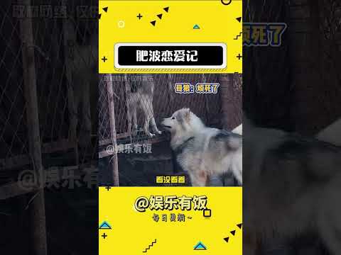 肥波从一个宅男变为爱情的舔狗 #狗狗 #潘宏 #潘宏爱玩狗 #搞笑 #娱乐评论大赏#shorts